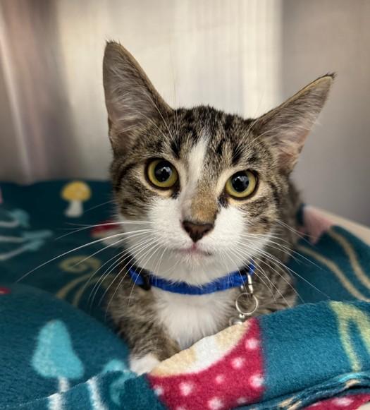 Lloyd, Adoptable, Young Male Domestic Short Hair.