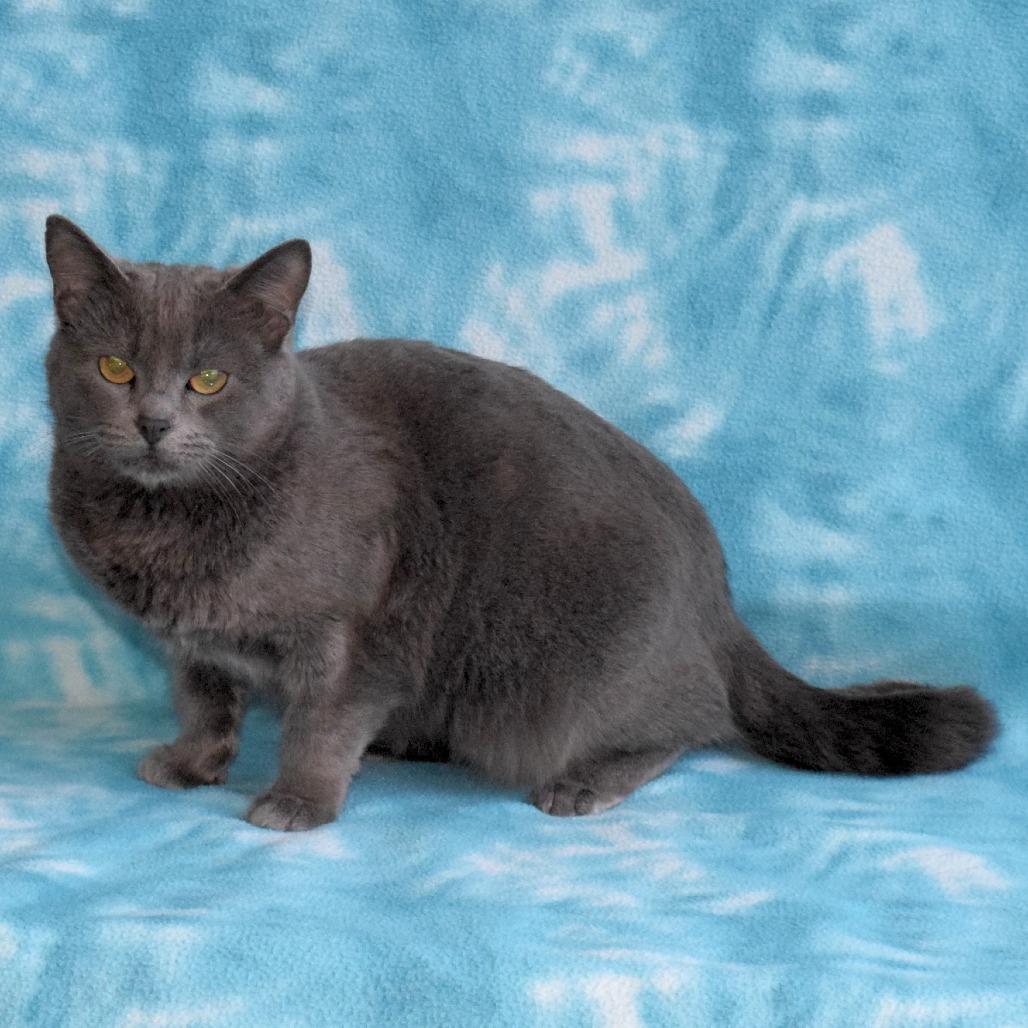 Cali, a Adoptable Domestic Short Hair in Eureka, CA image 1/4