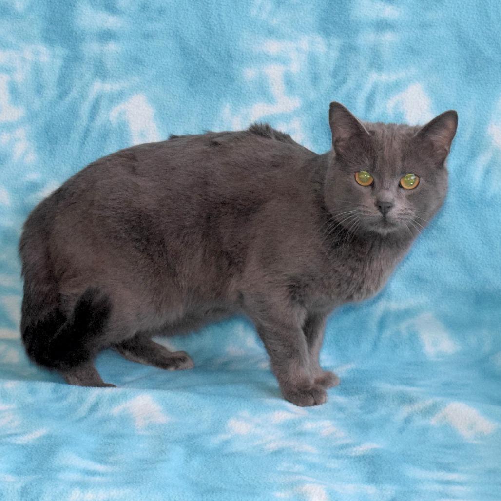 Cali, a Adoptable Domestic Short Hair in Eureka, CA image 2/4