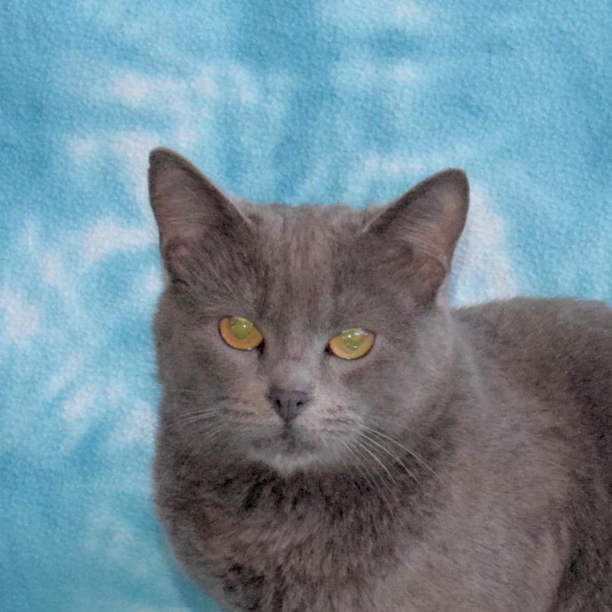 Cali, a Adoptable Domestic Short Hair in Eureka, CA image 3/4