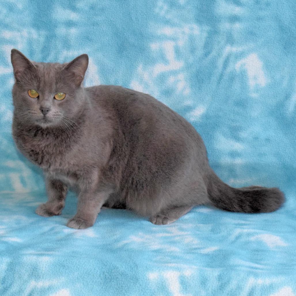 Cali, a Adoptable Domestic Short Hair in Eureka, CA image 4/4