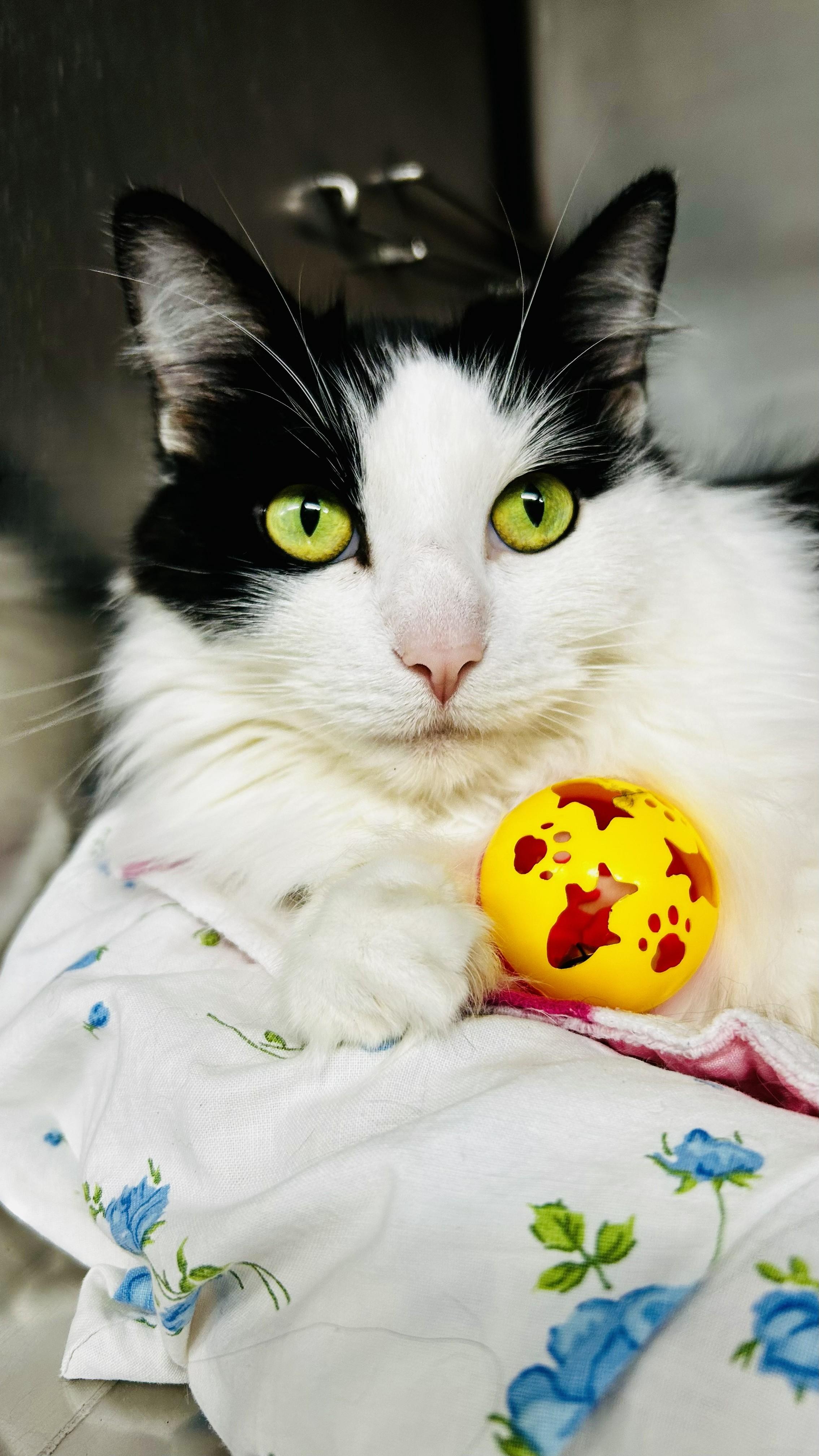 Cassie, a Adopted Domestic Medium Hair in Crestwood, MO image 2/4