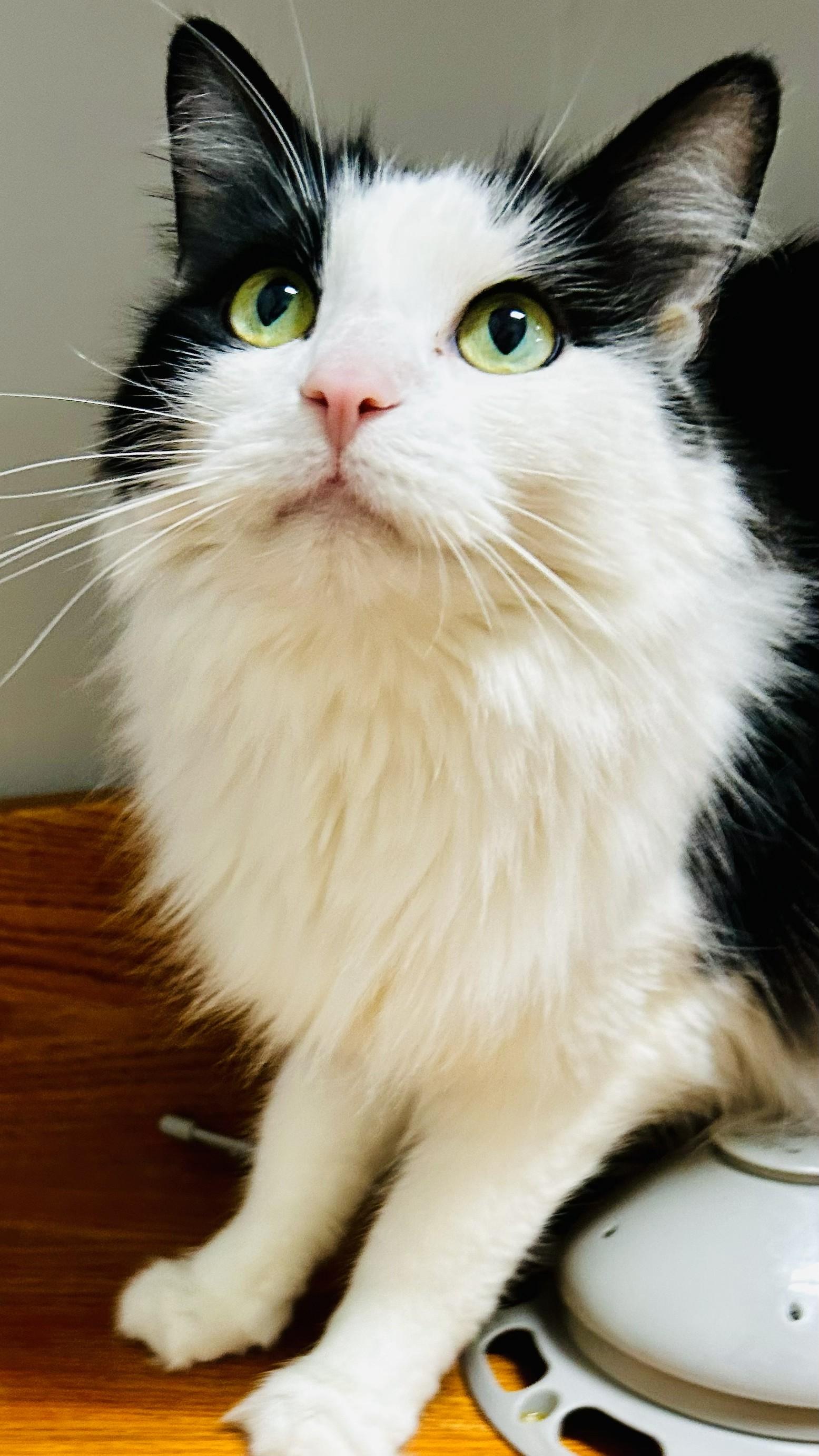 Cassie, a Adopted Domestic Medium Hair in Crestwood, MO image 3/4