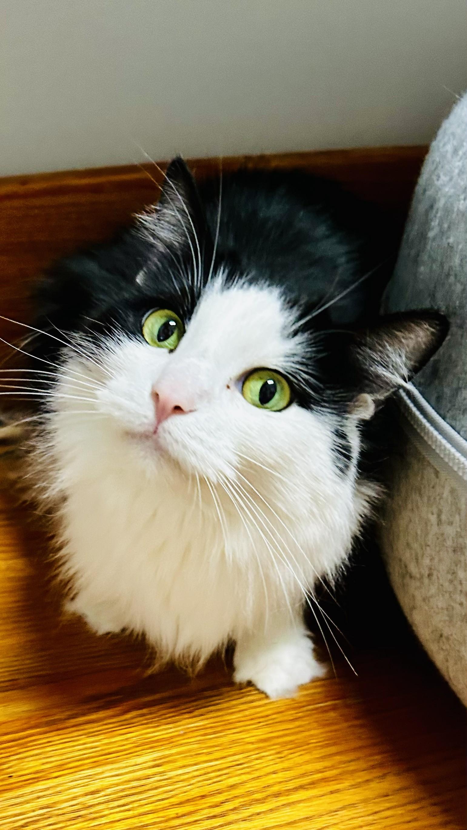 Cassie, a Adopted Domestic Medium Hair in Crestwood, MO image 4/4