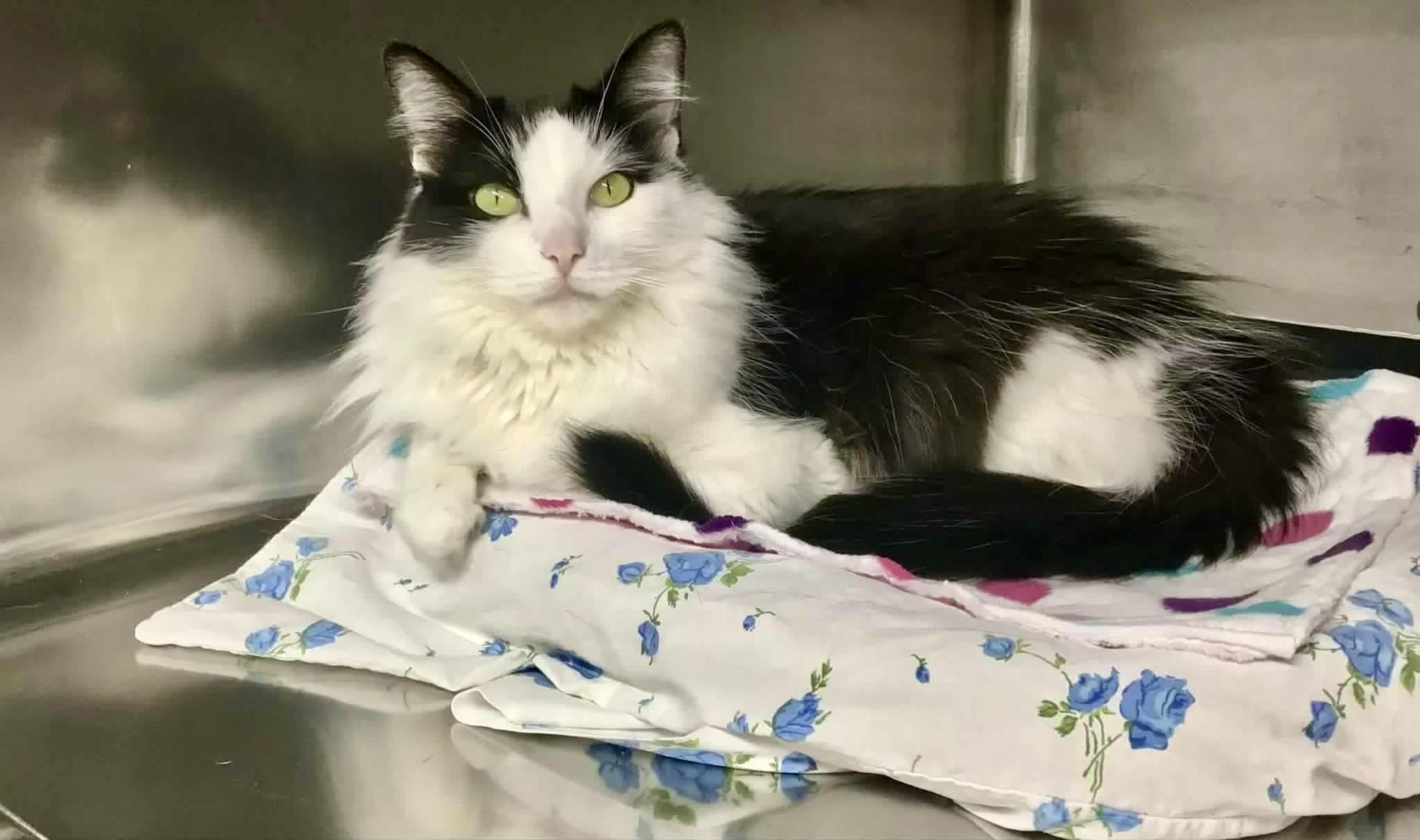 Cassie, a Adopted Domestic Medium Hair in Crestwood, MO image 1/4