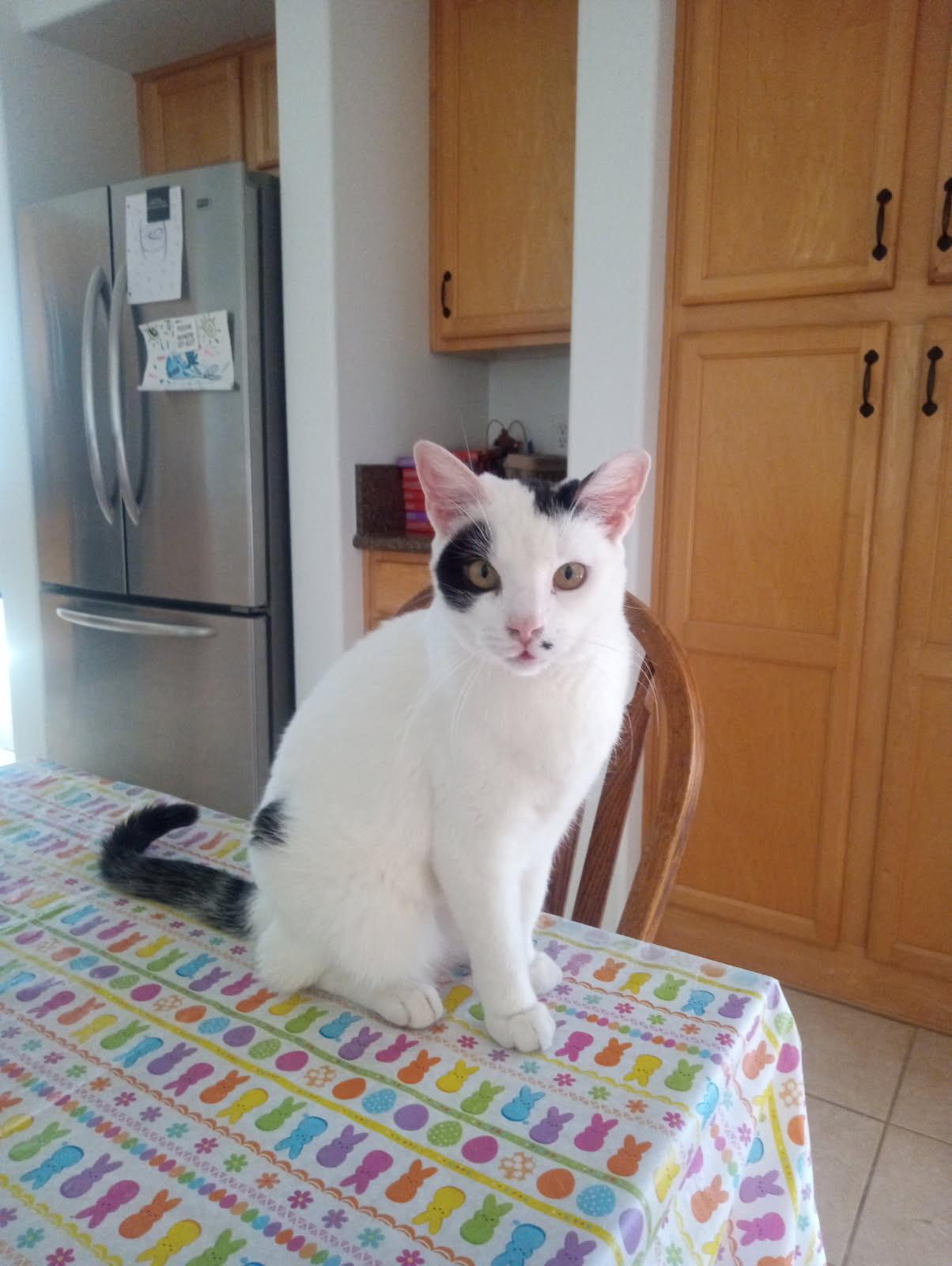 Klondike, an adoptable Domestic Short Hair in Gilbert, AZ image 1/4