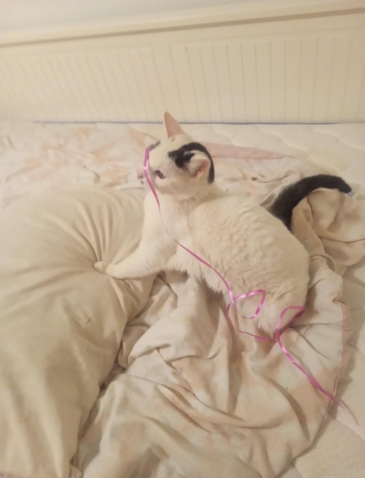 Klondike, an adoptable Domestic Short Hair in Gilbert, AZ image 2/4