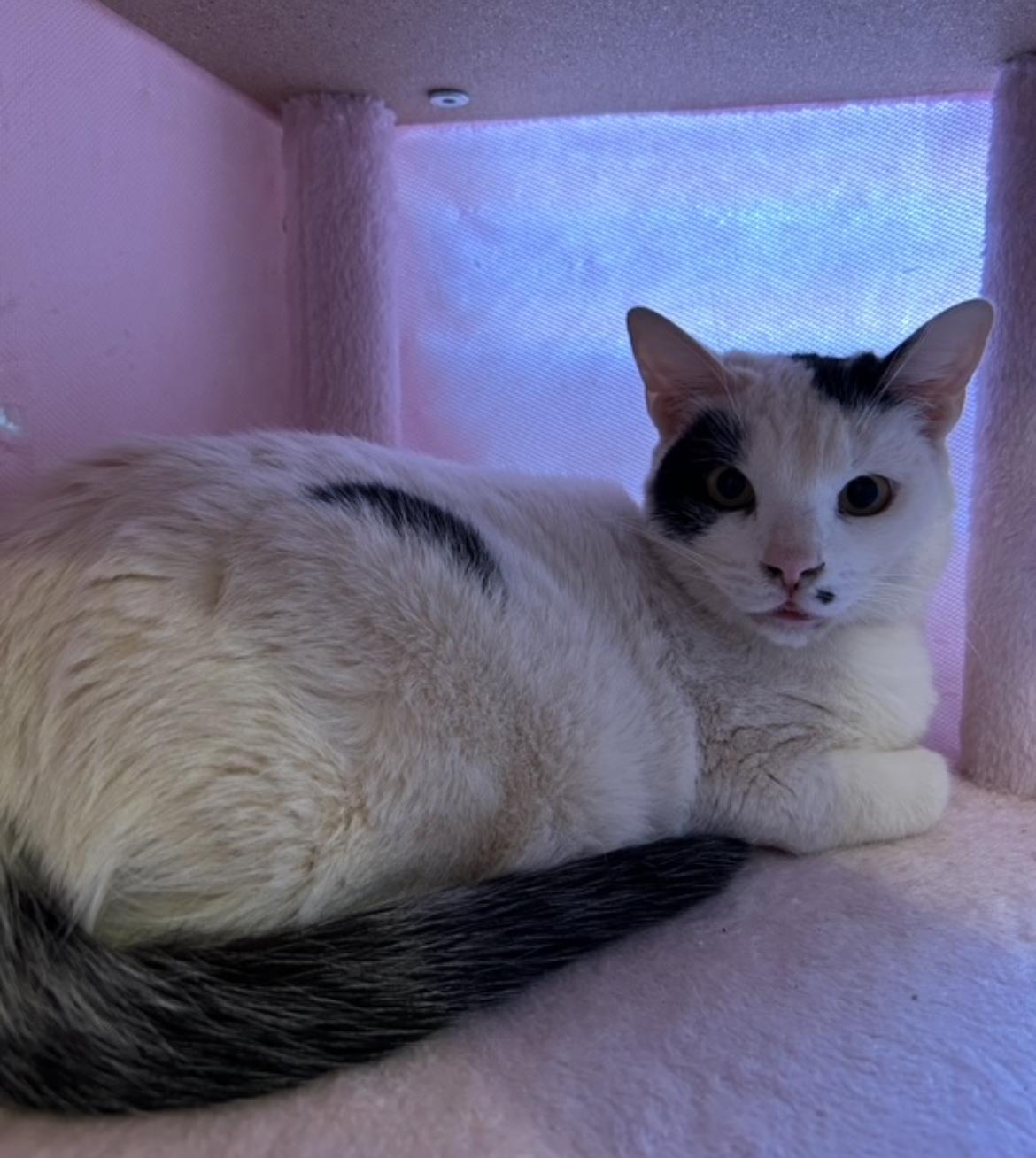 Klondike, an adoptable Domestic Short Hair in Gilbert, AZ image 3/4