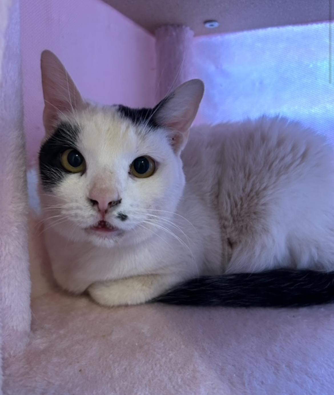 Klondike, an adoptable Domestic Short Hair in Gilbert, AZ image 4/4