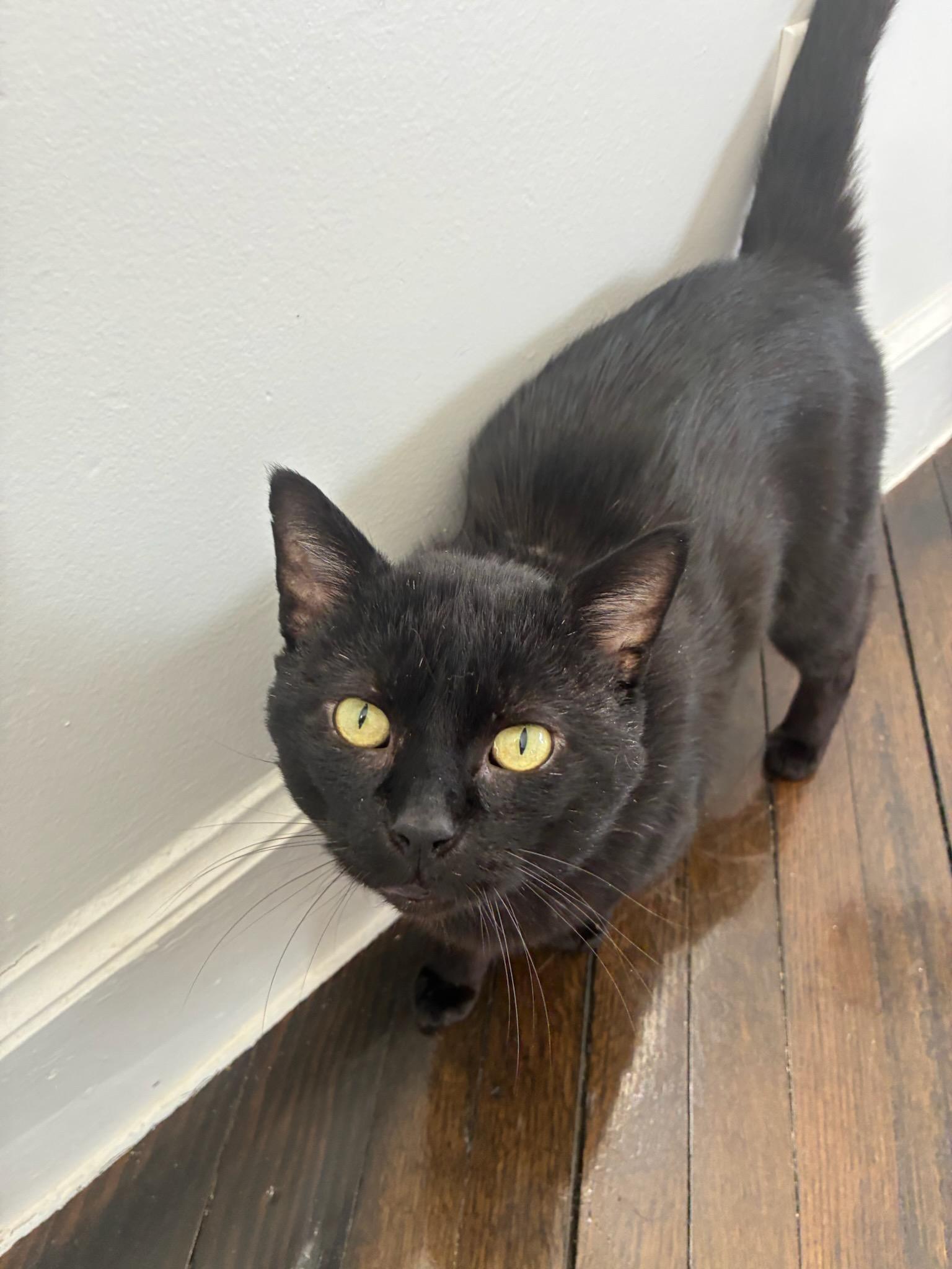 Fonzie, ADOPTABLE, Young Male Domestic Short Hair.