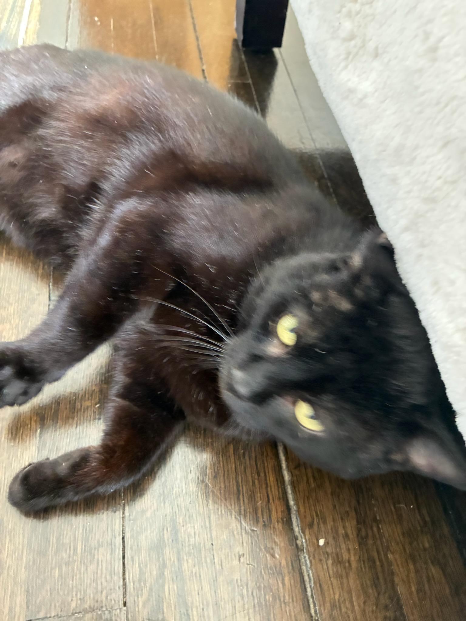 Enlarge Fonzie, a ADOPTABLE Domestic Short Hair in Melrose, MA image 2/5