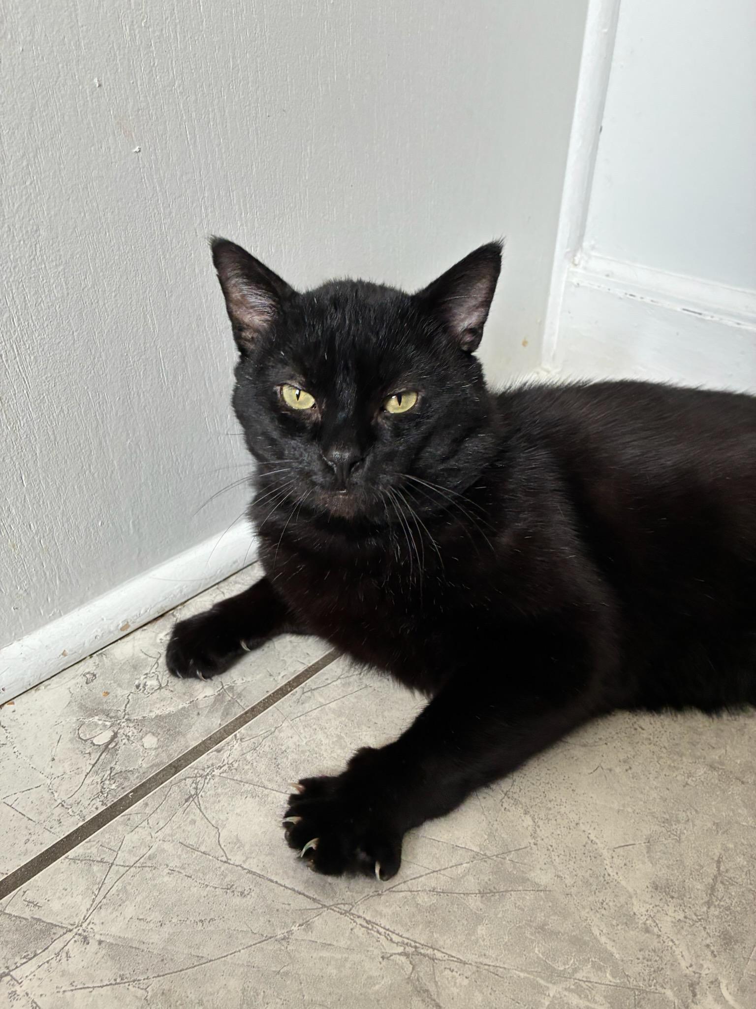 Enlarge Fonzie, a ADOPTABLE Domestic Short Hair in Melrose, MA image 3/5