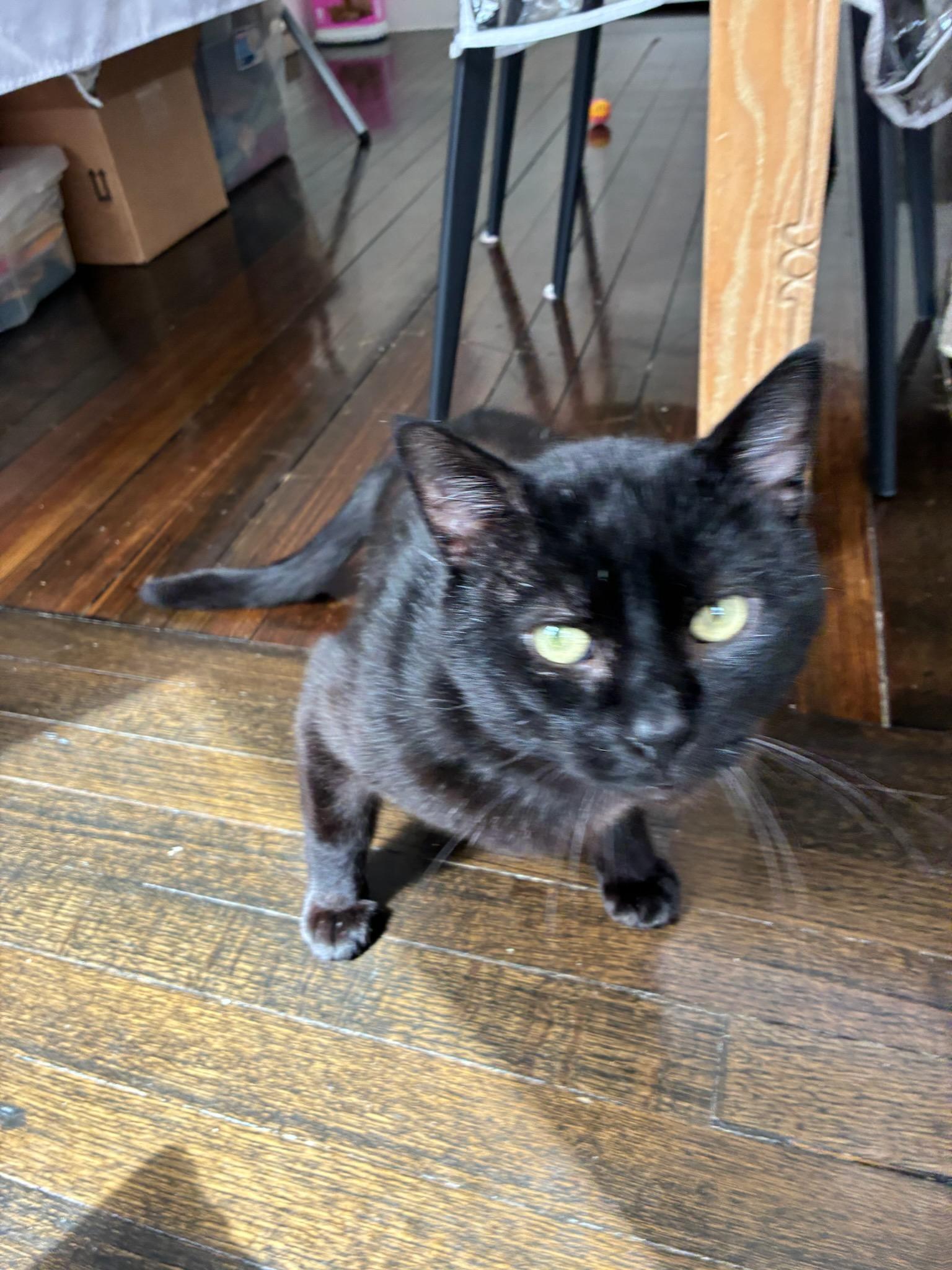 Enlarge Fonzie, a ADOPTABLE Domestic Short Hair in Melrose, MA image 4/5