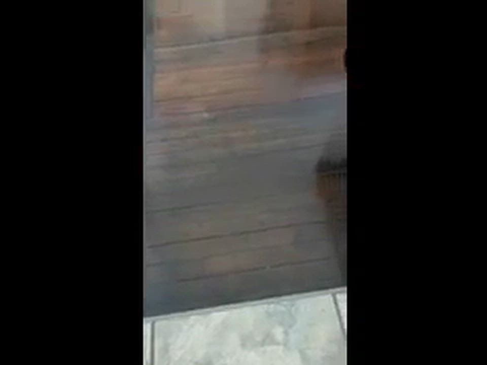 Enlarge Fonzie, a ADOPTABLE Domestic Short Hair in Melrose, MA video 5/5