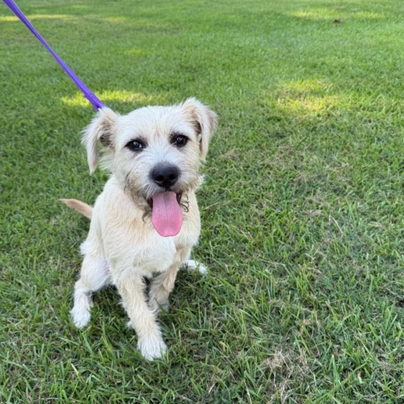 Latte, ADOPTABLE, Young Female Border Terrier.