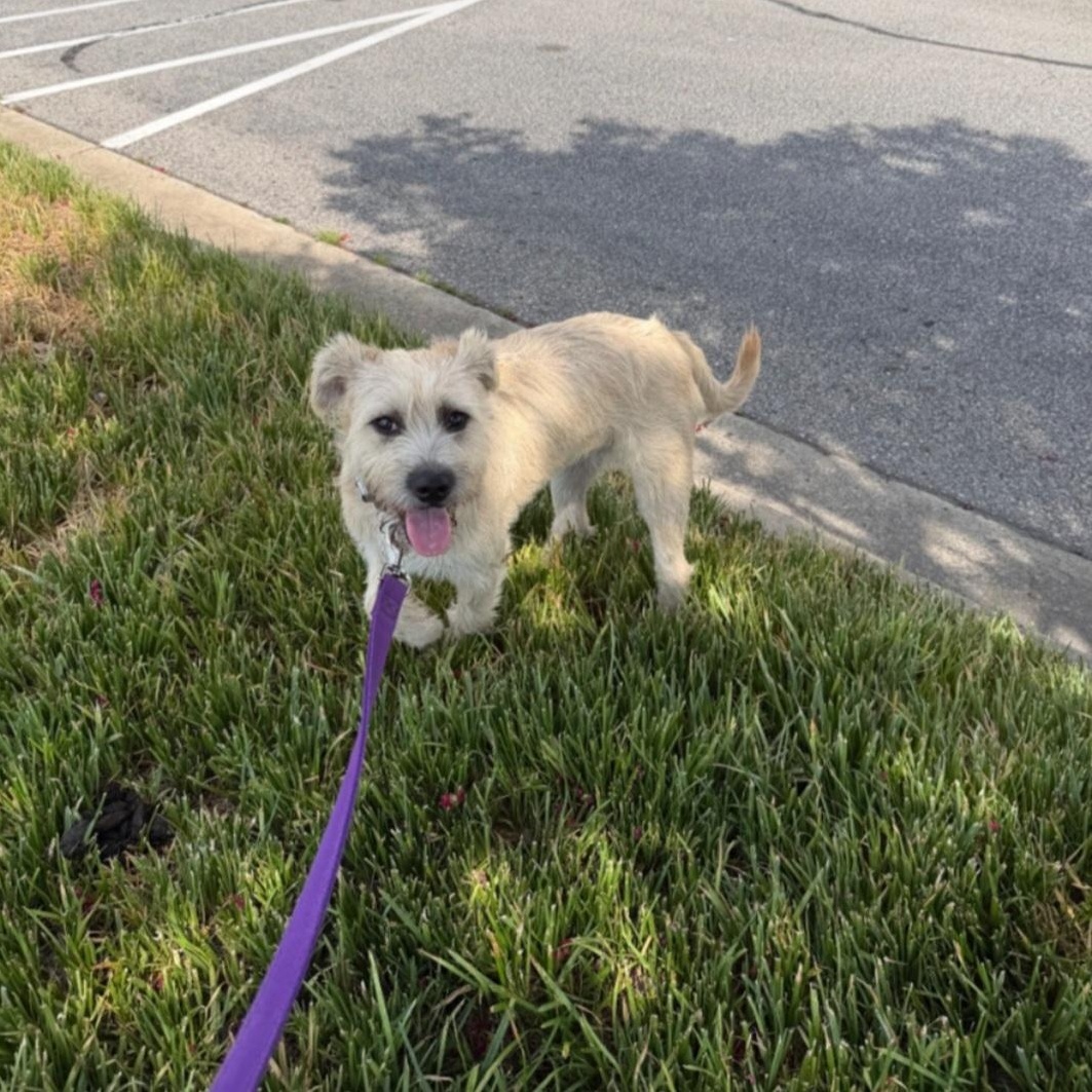Latte, a ADOPTABLE Border Terrier in Raeford, NC image 5/5