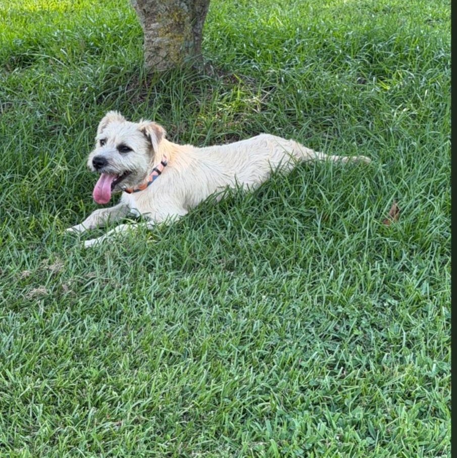 Latte, a ADOPTABLE Border Terrier in Raeford, NC image 4/5