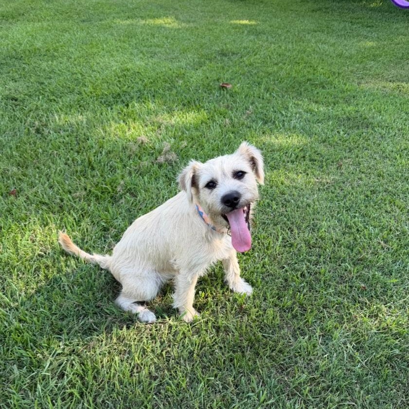 Latte, a ADOPTABLE Border Terrier in Raeford, NC image 3/5