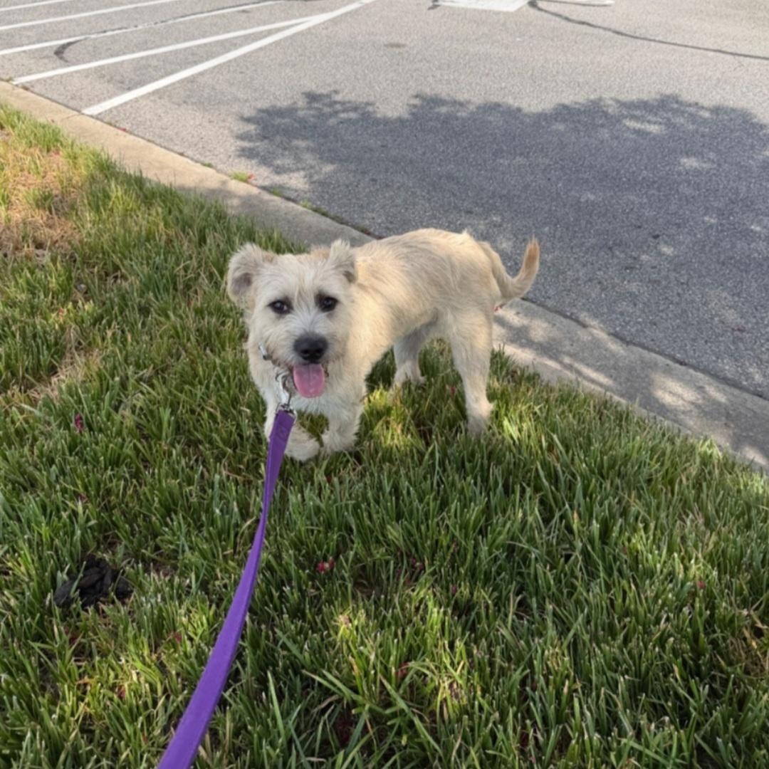 Latte, a ADOPTABLE Border Terrier in Raeford, NC image 2/5