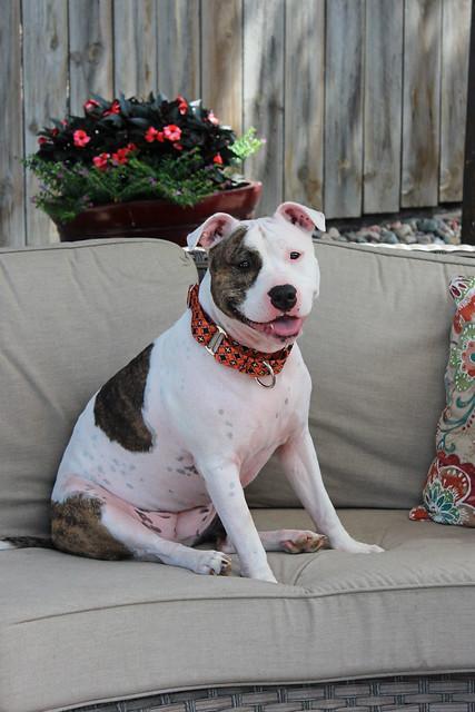 Enlarge Ranch Dressing, a Adoptable mixed breed in Sioux Falls, SD image 1/6