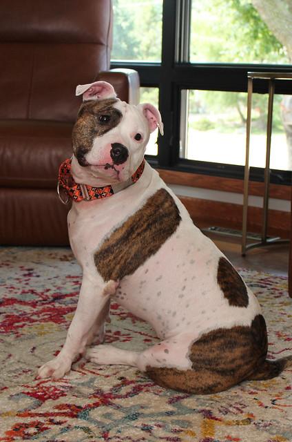 Enlarge Ranch Dressing, a Adoptable mixed breed in Sioux Falls, SD image 2/6