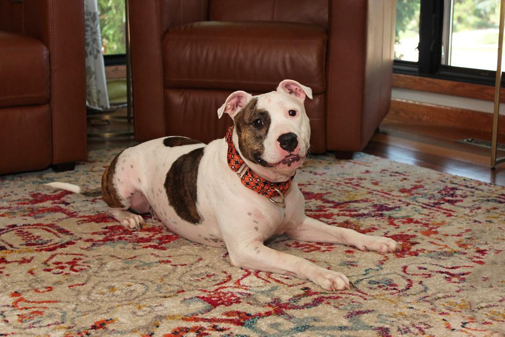 Ranch Dressing, an adoptable Terrier in Sioux Falls, SD, 57101 | Photo Image 5