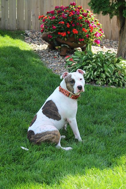 Enlarge Ranch Dressing, a Adoptable mixed breed in Sioux Falls, SD image 4/6