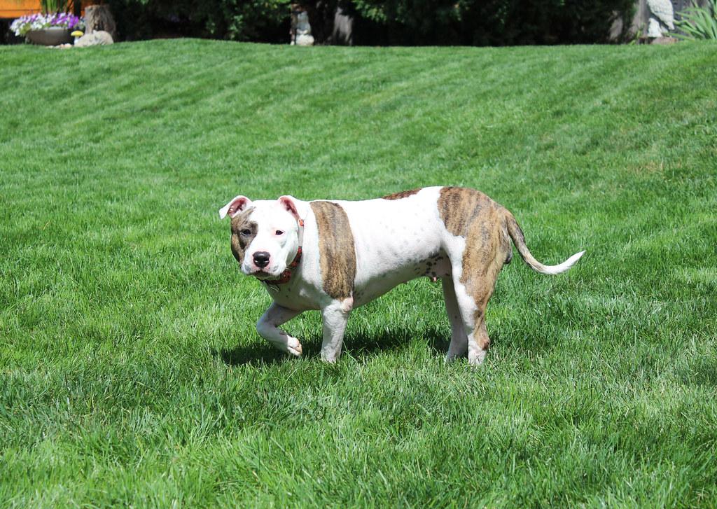 Enlarge Ranch Dressing, a Adoptable mixed breed in Sioux Falls, SD image 6/6
