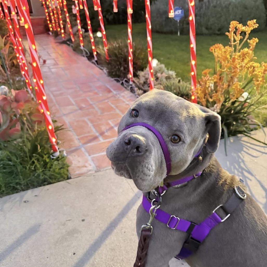 Marshmallow, Adoptable, Adult Male Pit Bull Terrier.