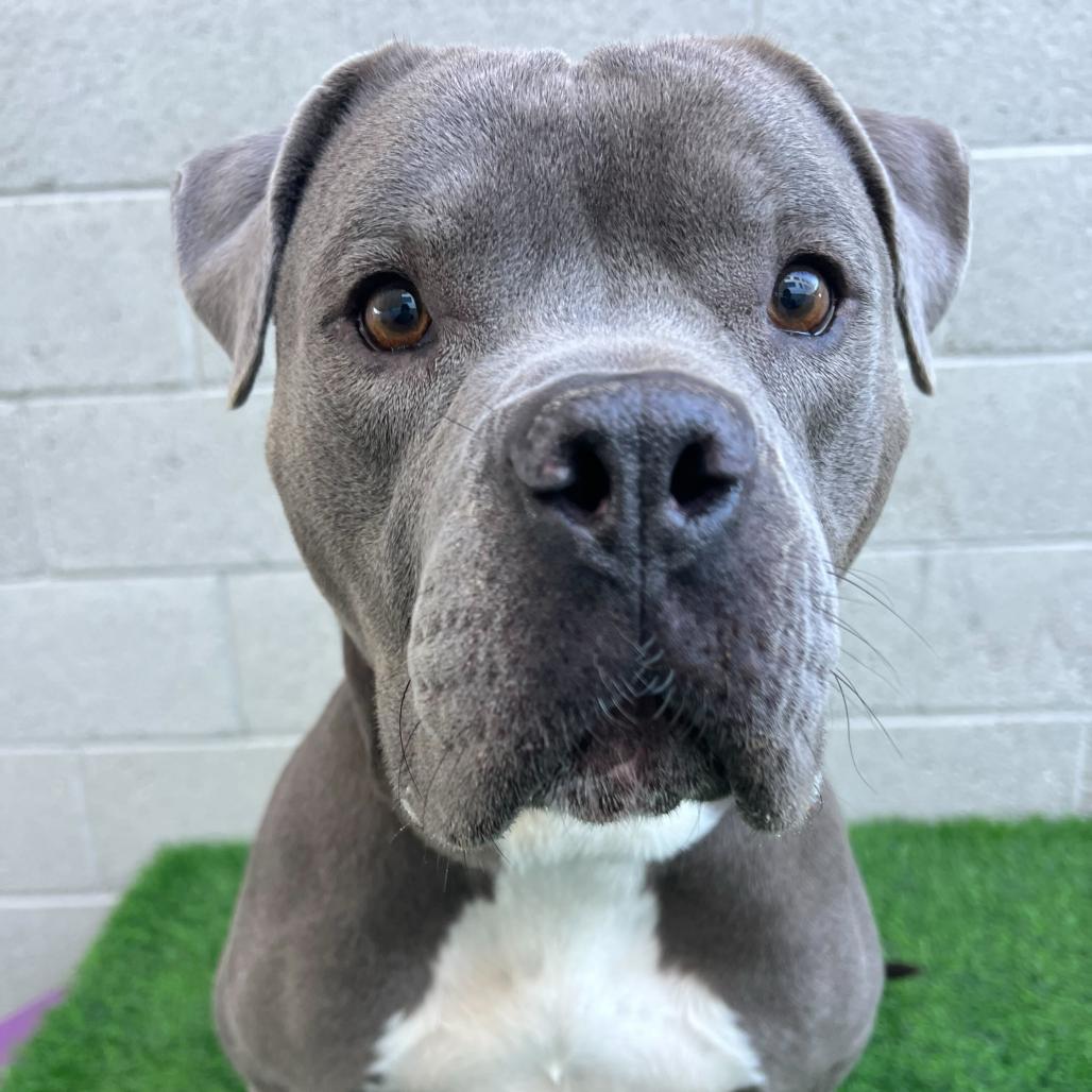 Enlarge Marshmallow, a Adoptable Pit Bull Terrier in Los Angeles, CA image 3/6