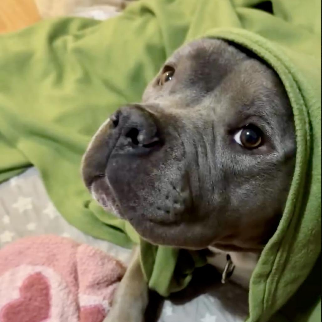 Enlarge Marshmallow, a Adoptable Pit Bull Terrier in Los Angeles, CA image 4/6