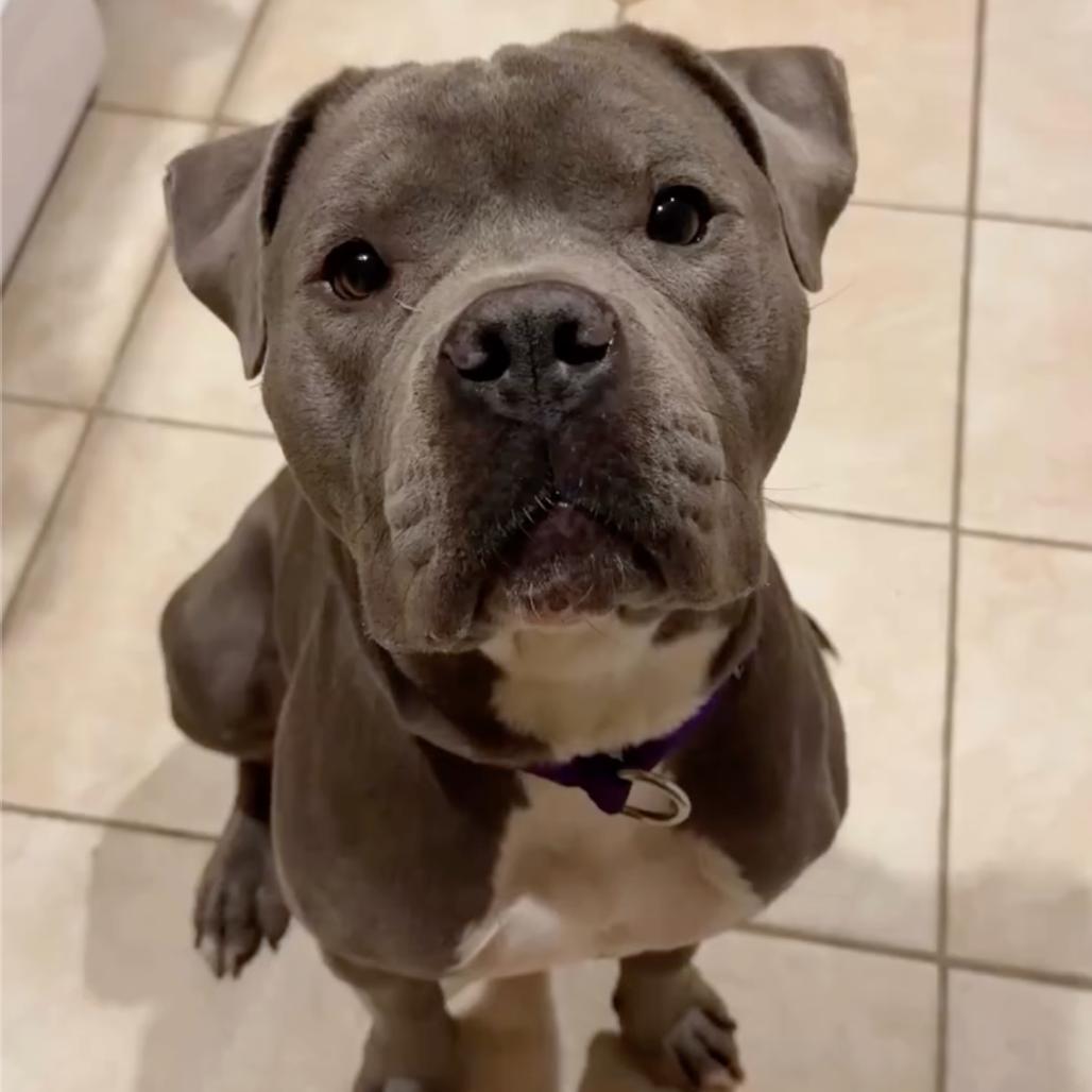 Enlarge Marshmallow, a Adoptable Pit Bull Terrier in Los Angeles, CA image 5/6