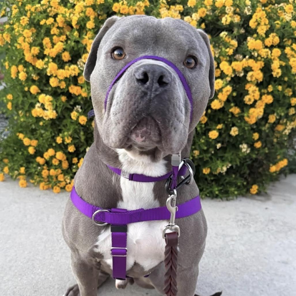 Enlarge Marshmallow, a Adoptable Pit Bull Terrier in Los Angeles, CA image 6/6