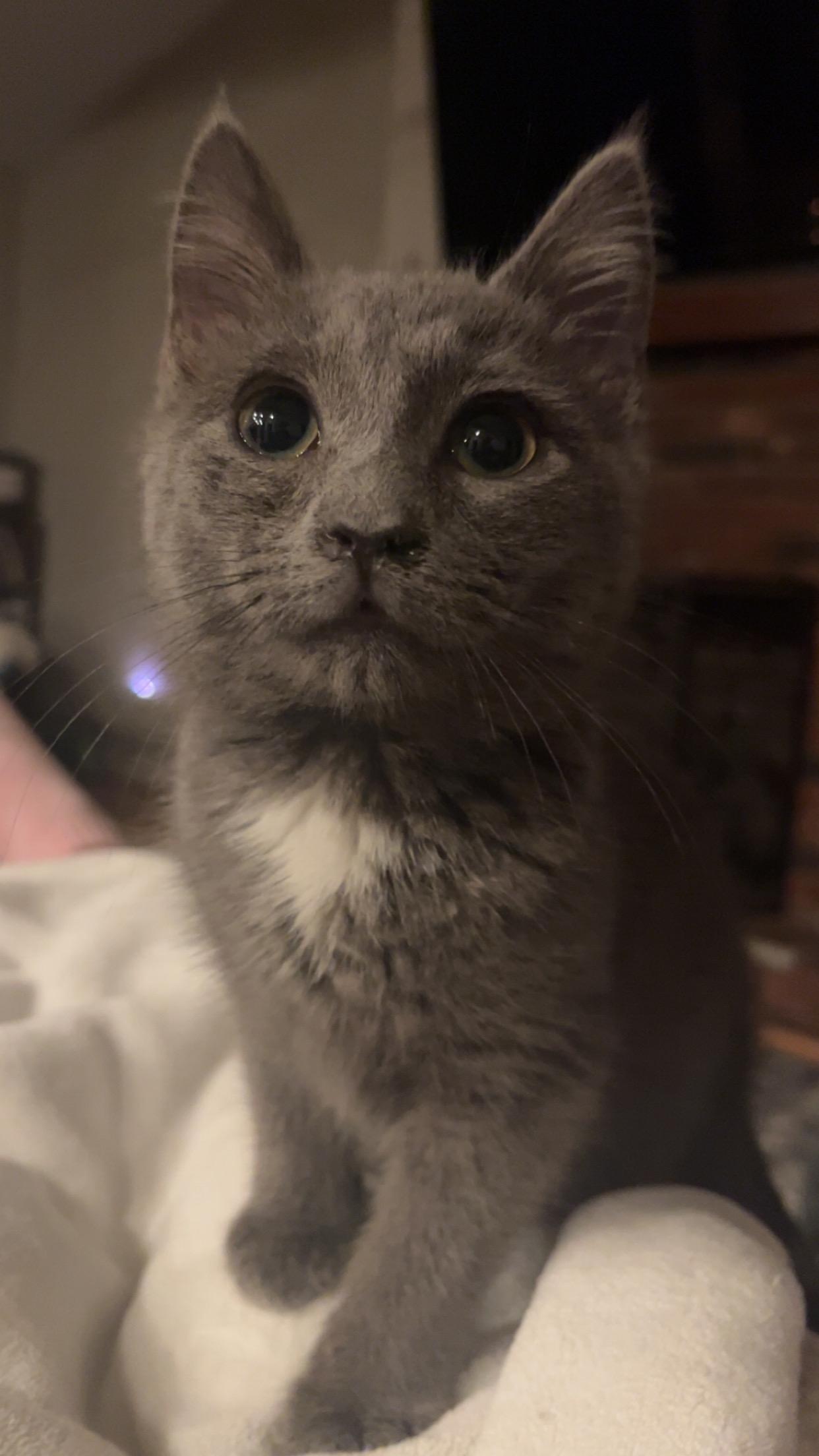 Emery, Adoptable, Kitten Female Domestic Medium Hair.