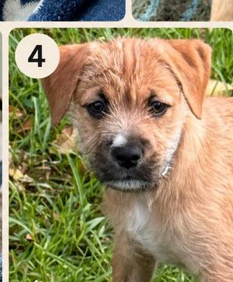 Wiley, an adopted mixed breed in Eutawville, SC image 5/6