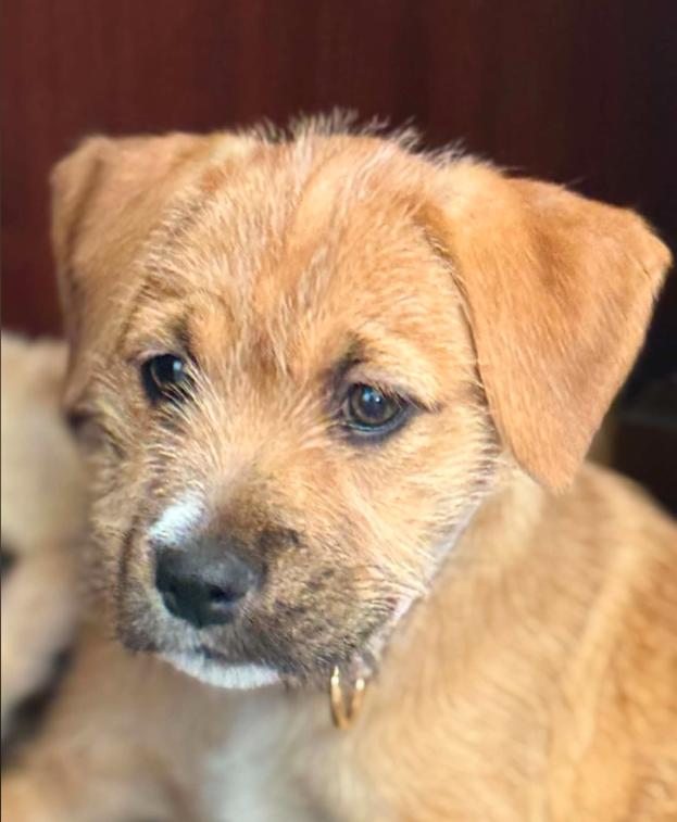 Wiley, an adopted mixed breed in Eutawville, SC image 1/6
