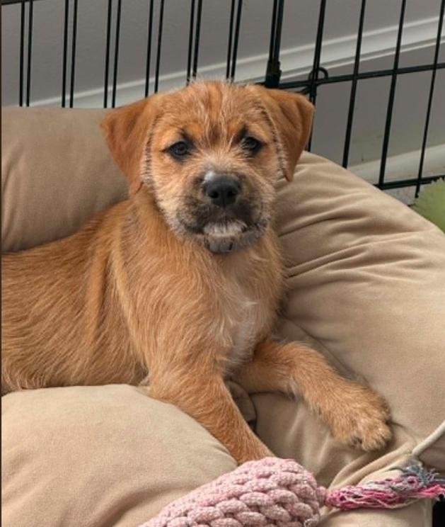 Wiley, an adopted mixed breed in Eutawville, SC image 4/6