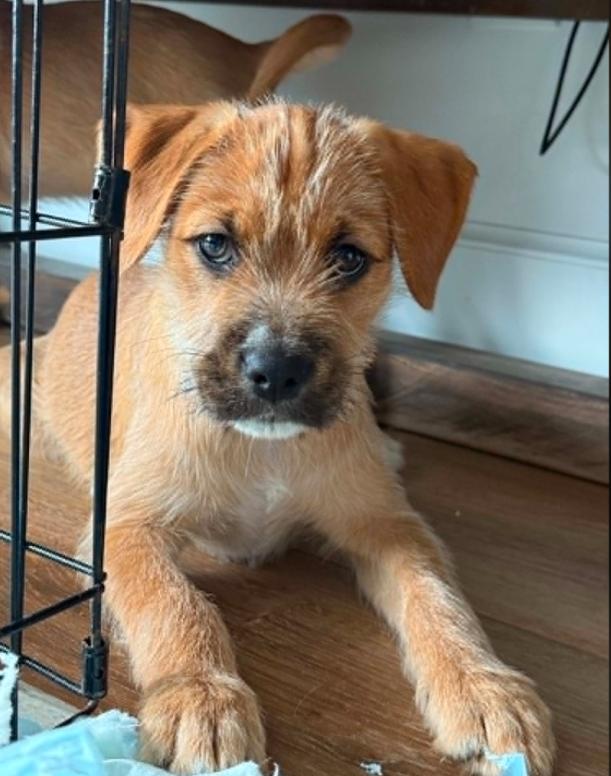 Wiley, an adopted mixed breed in Eutawville, SC image 6/6