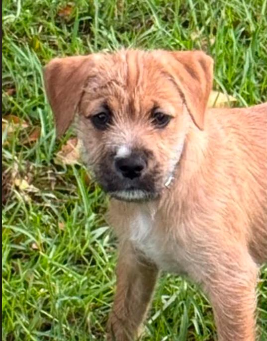 Wiley, an adopted mixed breed in Eutawville, SC image 3/6