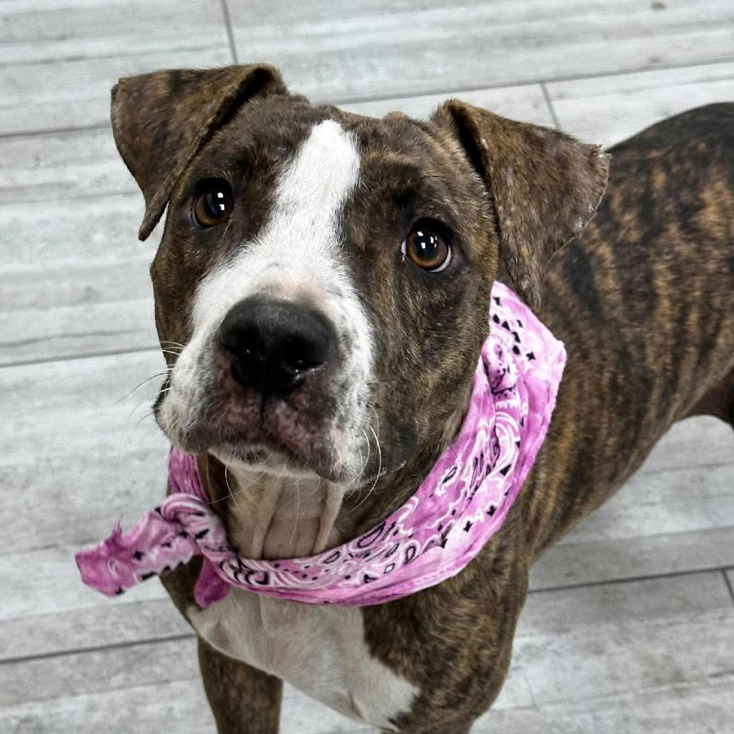 Enlarge Jazz, a Adoptable Pit Bull Terrier in Lufkin, TX image 1/5