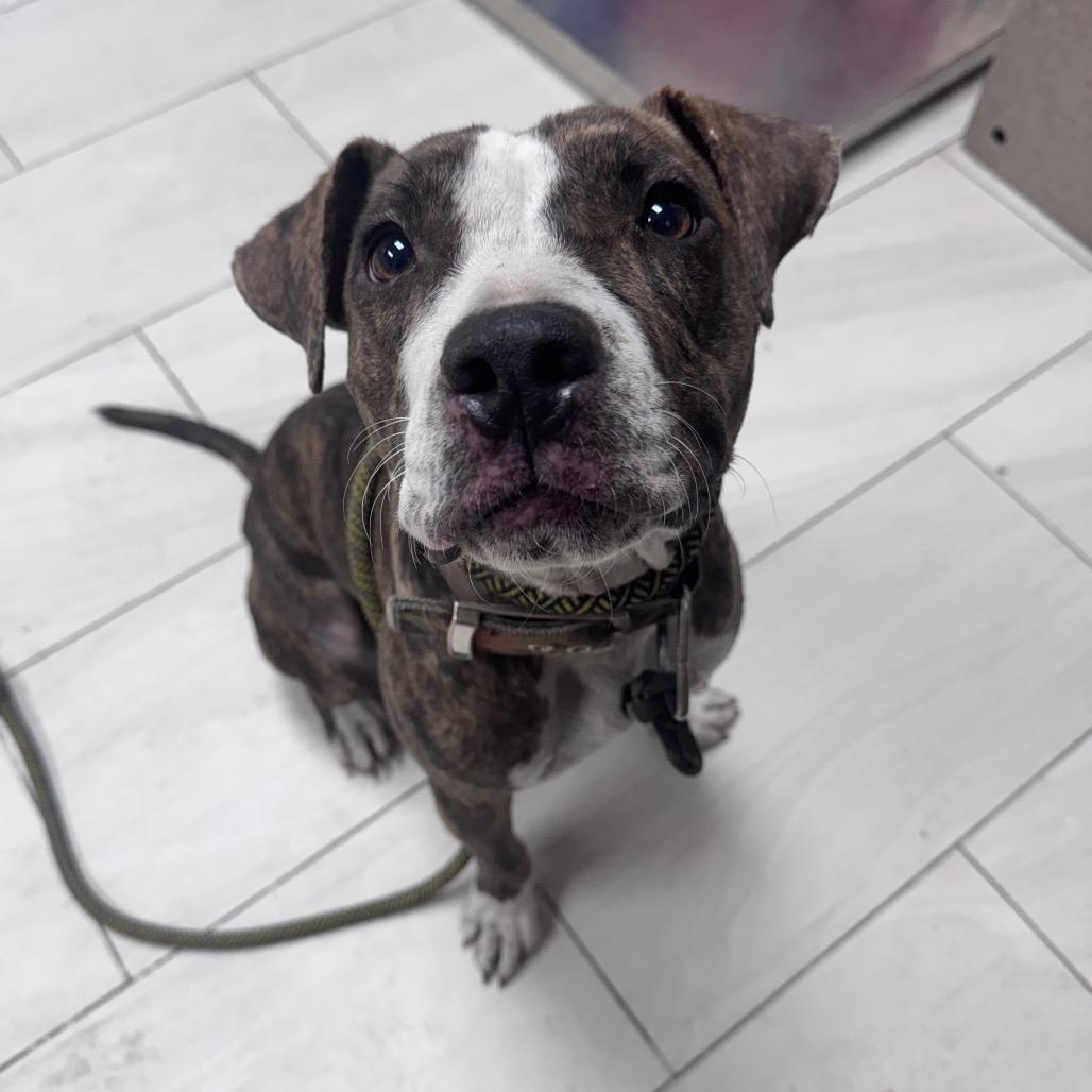 Enlarge Jazz, a Adoptable Pit Bull Terrier in Lufkin, TX image 2/5