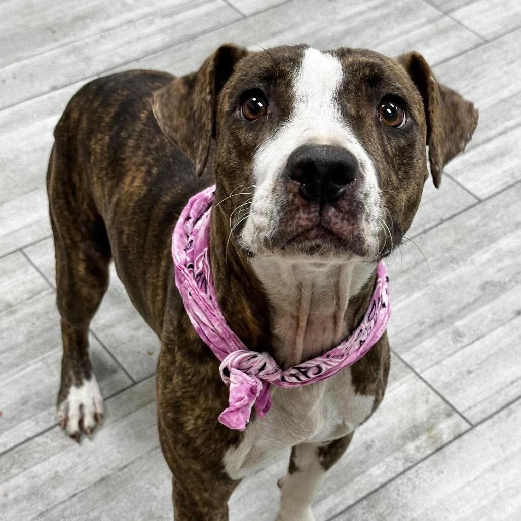 Enlarge Jazz, a Adoptable Pit Bull Terrier in Lufkin, TX image 3/5