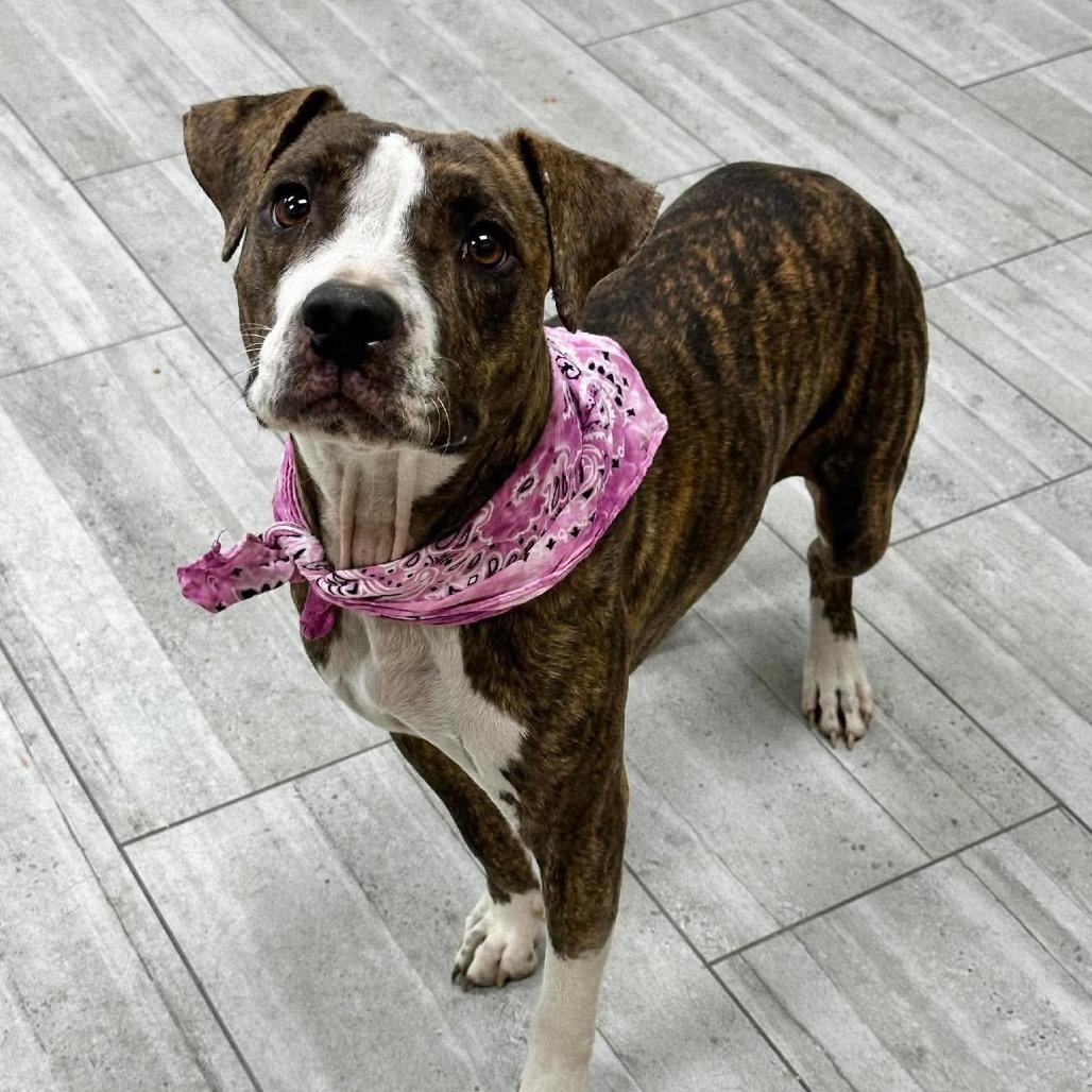 Enlarge Jazz, a Adoptable Pit Bull Terrier in Lufkin, TX image 4/5