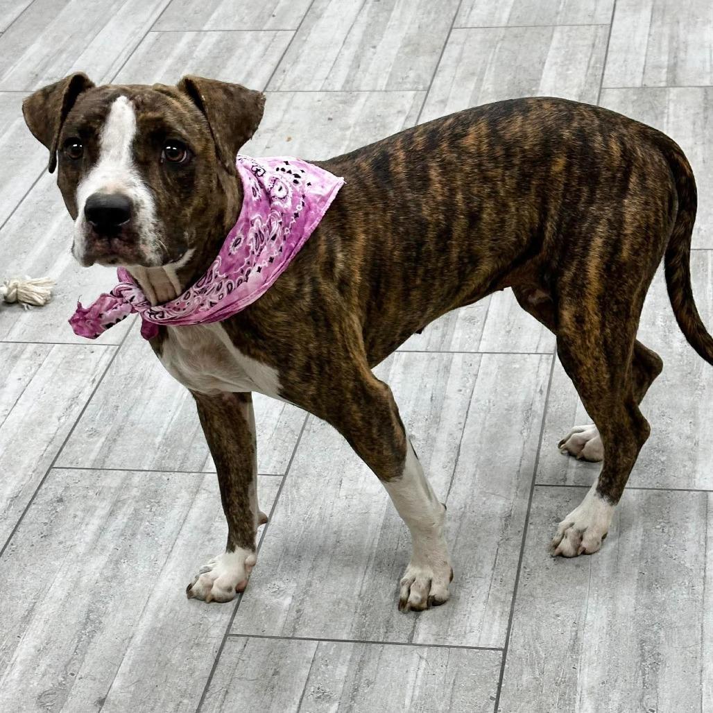 Enlarge Jazz, a Adoptable Pit Bull Terrier in Lufkin, TX image 5/5