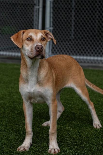 CLARICE, Adoptable, Young Female Labrador Retriever & Pit Bull Terrier.