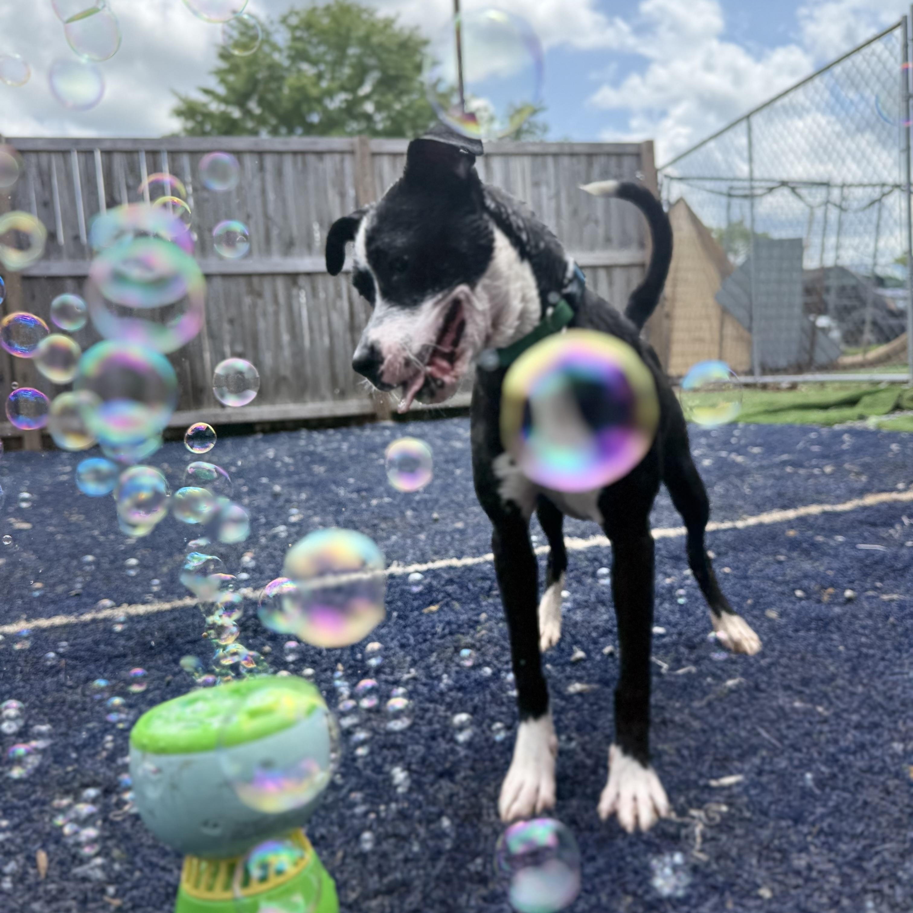 Phoebe, a ADOPTABLE mixed breed in Brentwood, TN image 4/5