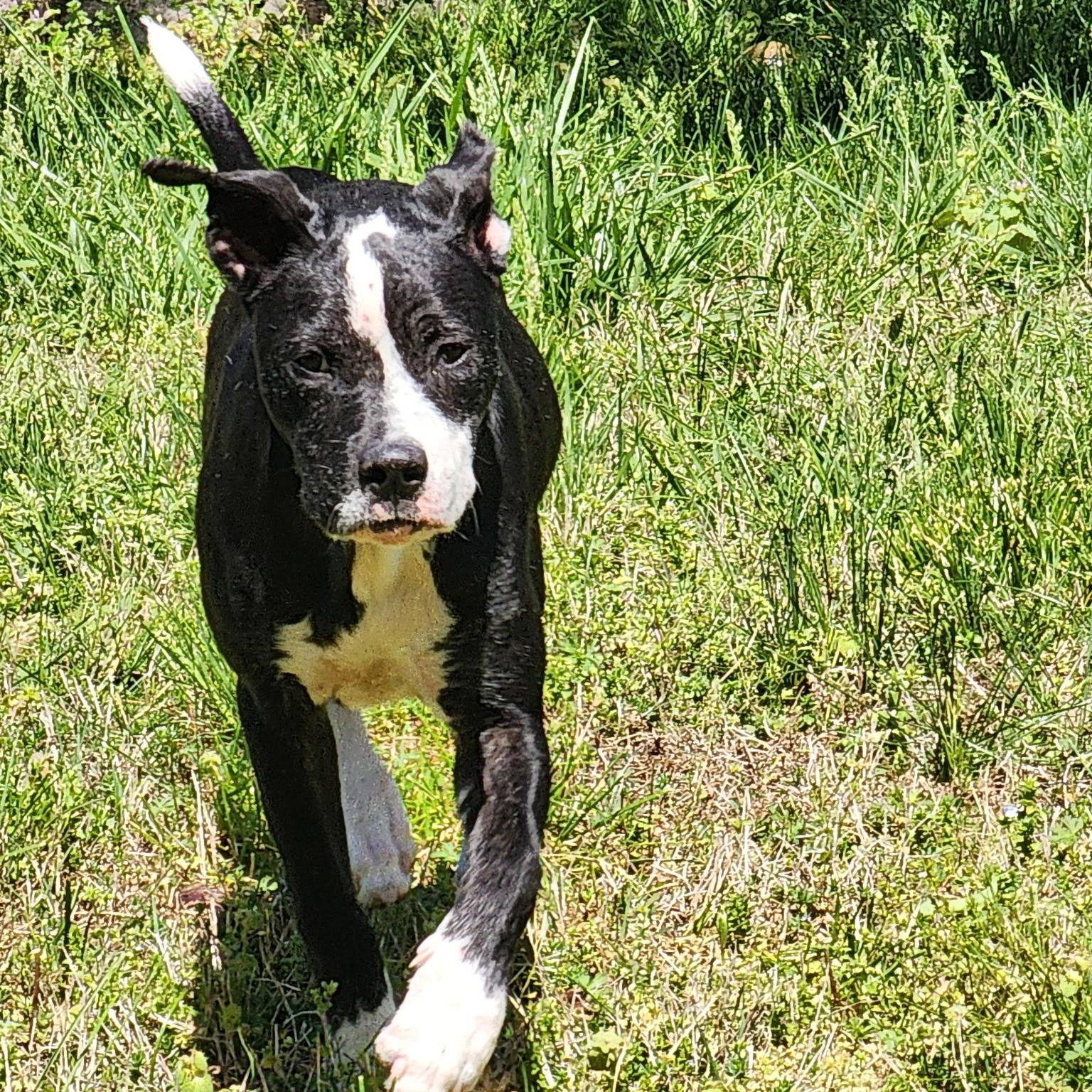 Phoebe, a ADOPTABLE mixed breed in Brentwood, TN image 3/5