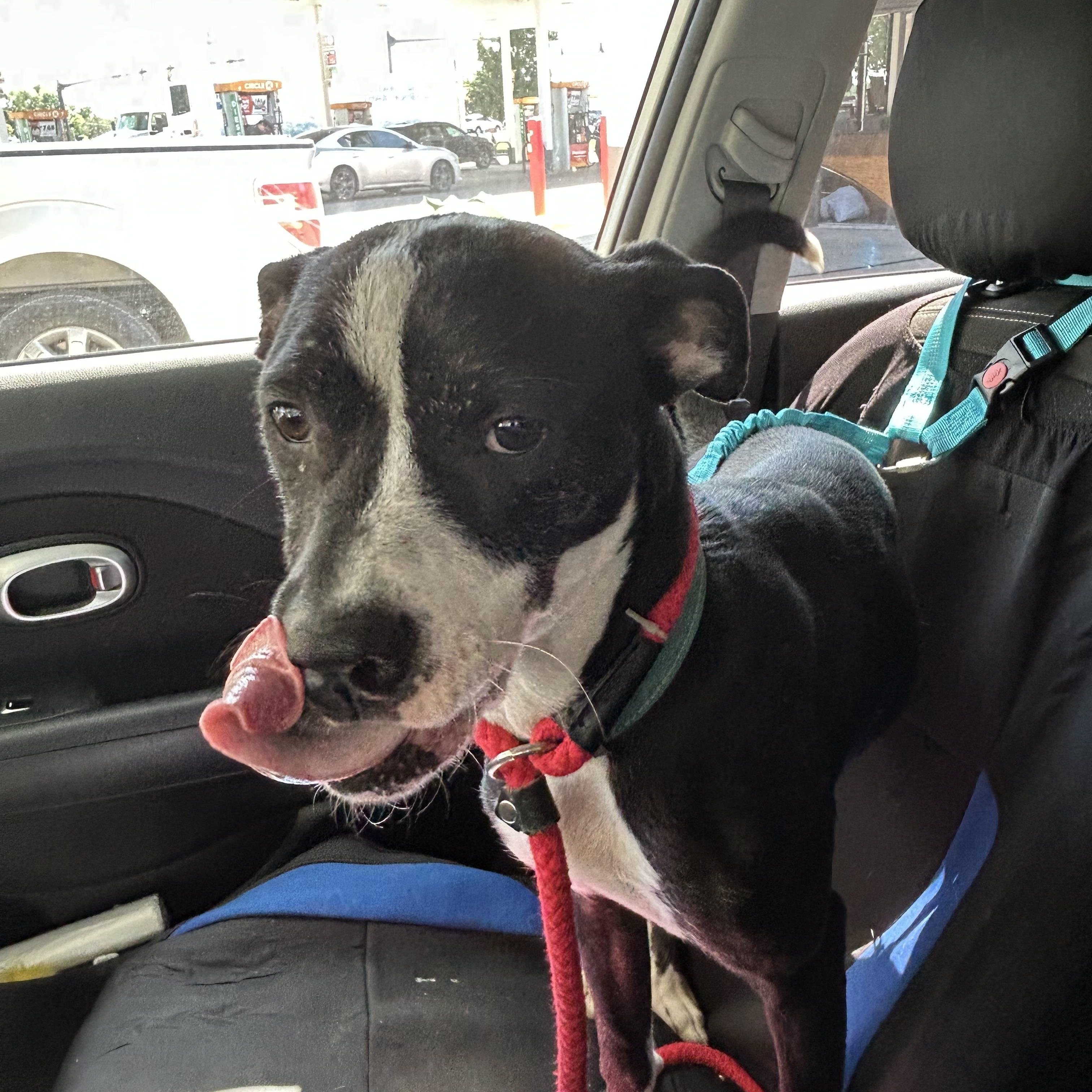 Phoebe, a ADOPTABLE mixed breed in Brentwood, TN image 5/5