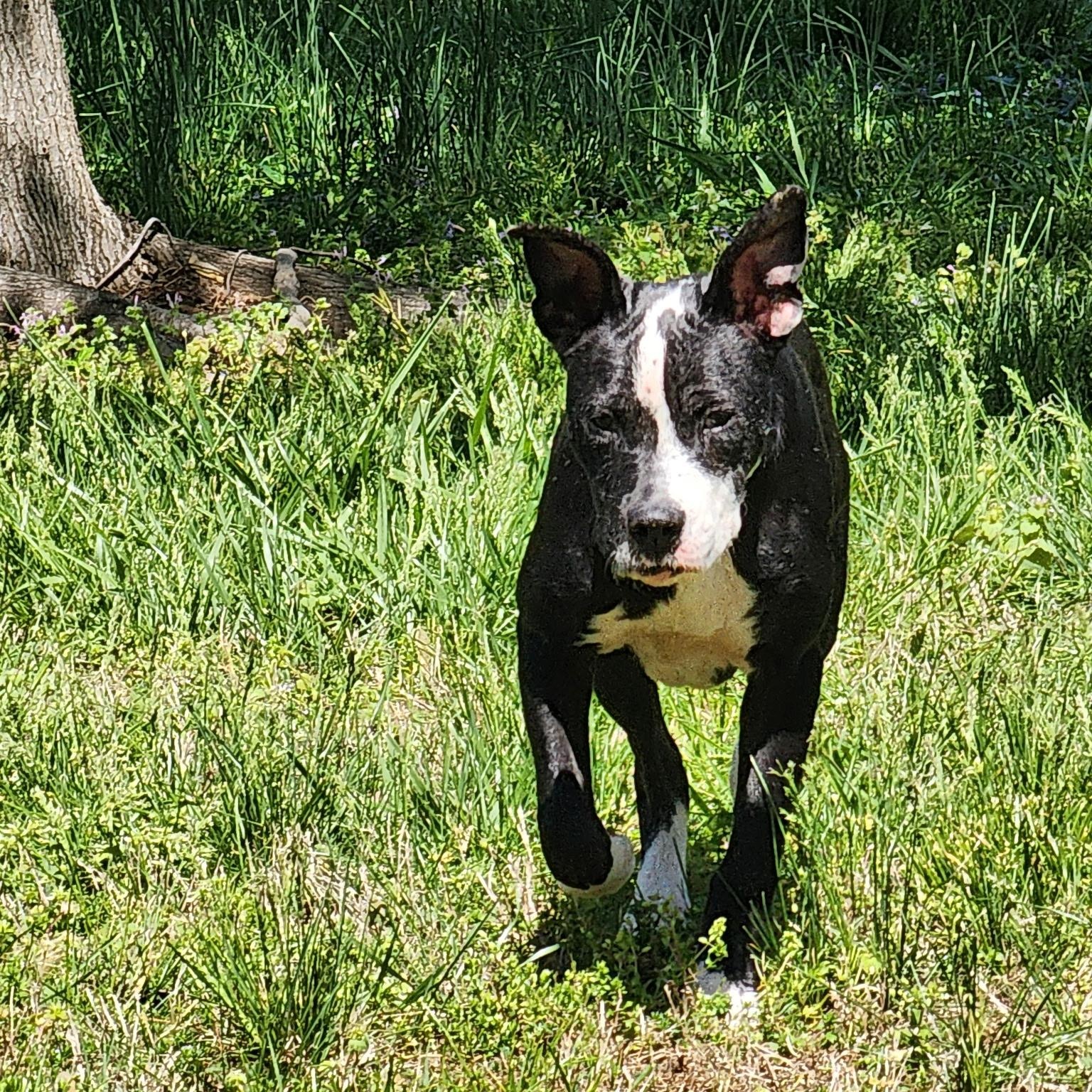 Phoebe, a ADOPTABLE mixed breed in Brentwood, TN image 5/5