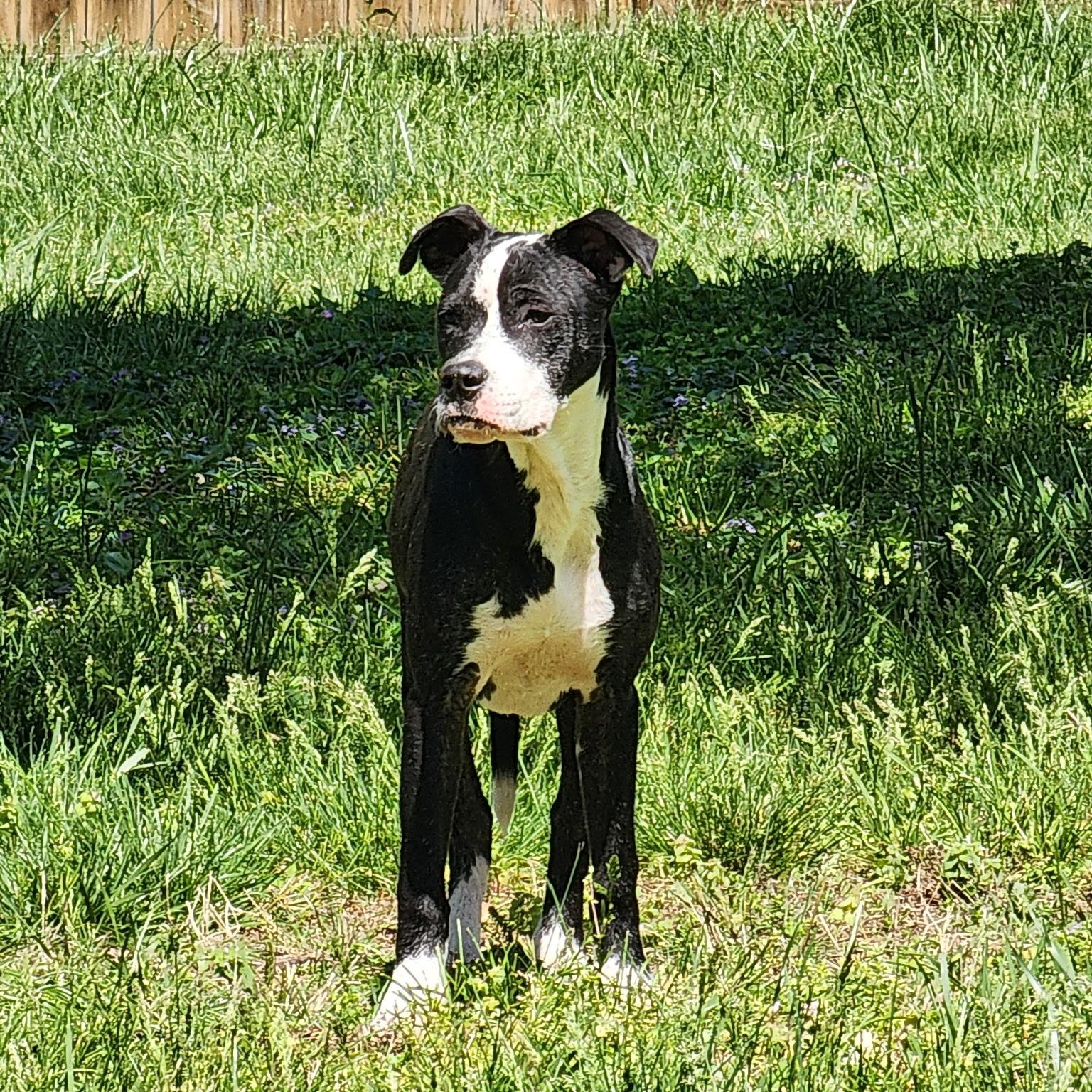 Phoebe, a ADOPTABLE mixed breed in Brentwood, TN image 4/5